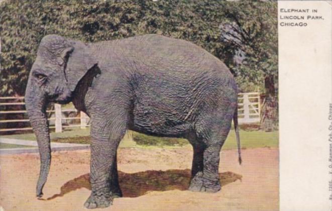 Elephant In Lincoln Park Chicago Illinois 1909