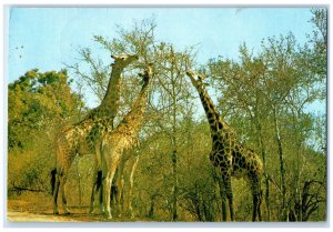 c1950's Scene of Giraffe Feeding Zimbabwe Air Mail Vintage Posted Postcard