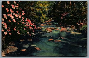 Postcard c1936 Near The Source Of A Mountain Stream Scenic View Linen Unused