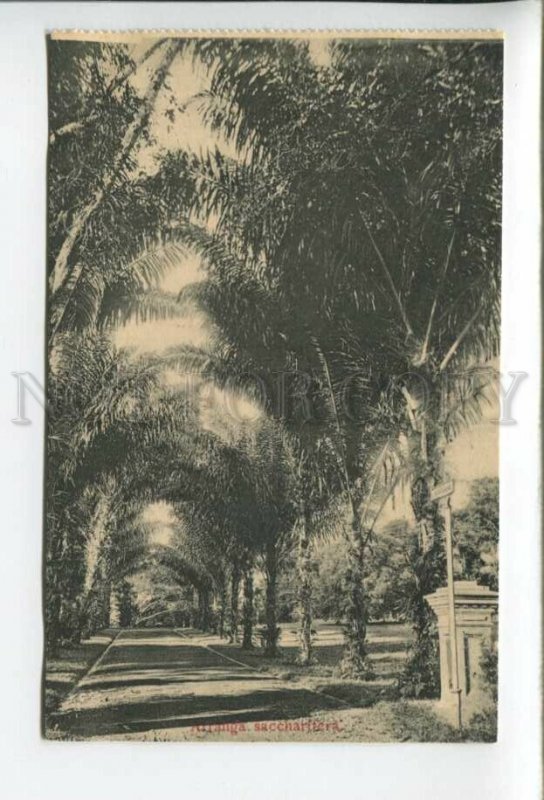 432750 Singapore Botanical Garden Arranga saccharifera Vintage postcard