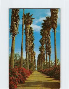 Postcard Palms & Blooming Bougainvillea Lower Rio Grande Valley Texas USA