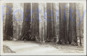 RPPC THE PARKER GROVE ON THE REDWOOD HIGHWAY CALIFORNIA