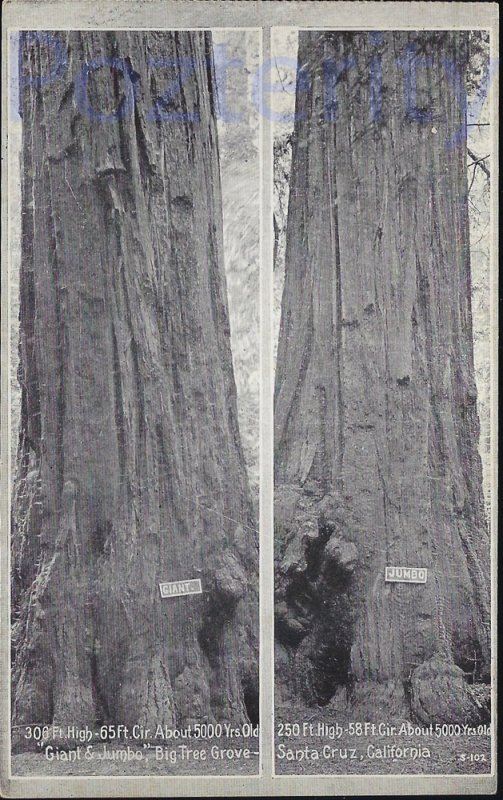 RPPC GIANT AND JUMBO BIG TREE GROVE SANTA CRUZ CALIFORNIA