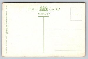 Oleandera   Bermuda   Postcard