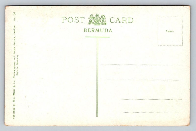 Oleandera   Bermuda   Postcard