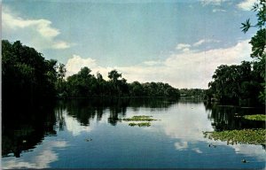 Florida Homosassa Springs River View Of Homosassa River