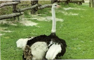 Six Flags Great Adventure Safari, Jackson, NJ, Ostrich (1960s)