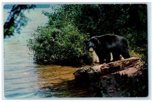 1957 Big Black Bear Scene, Greetings Eagle River Wisconsin WI Postcard 