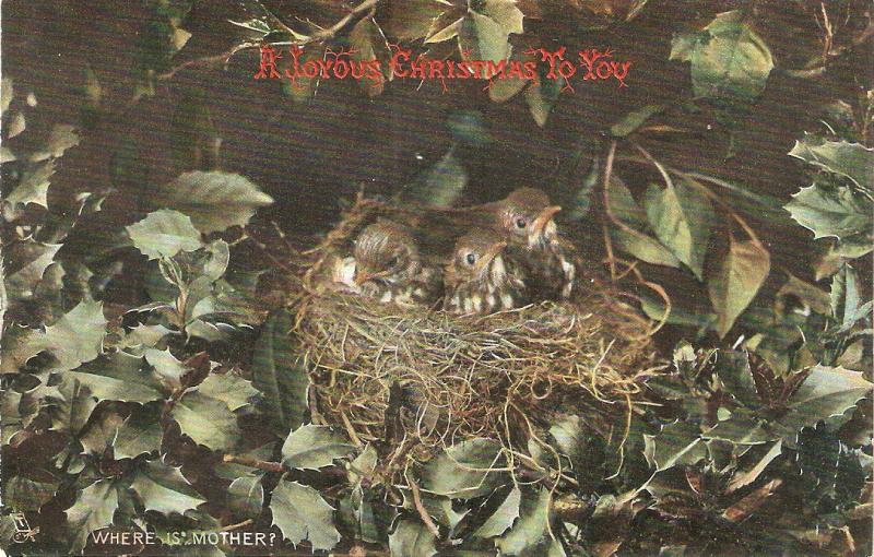 Burds hicks in nest. Where is mother?  Tuck Animal Studies Ser.PC # 4460
