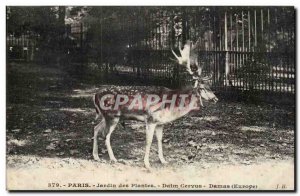 Paris - 5 - Garden Plants - Cervus Deer - Deer - Deer - Old Postcard