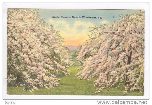 Apple Blossom Time in Winchester, Virginia,  30-40s