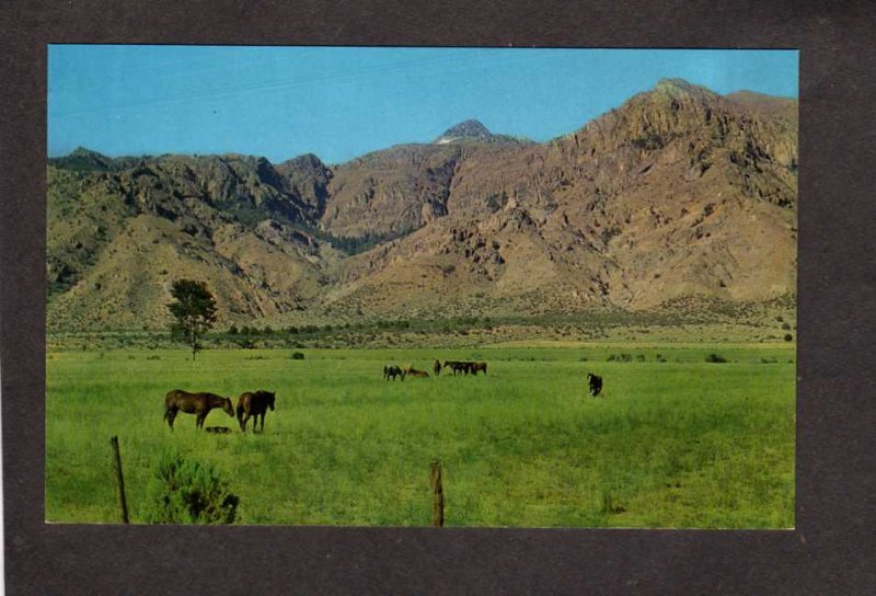 CA Warner Mountains From Surprise Valley California Postcard Horses