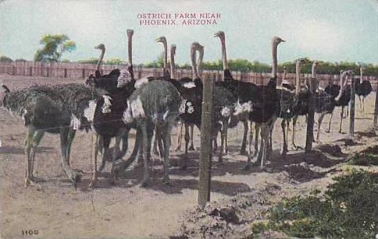 Arizona Phoenix Ostrich Farm