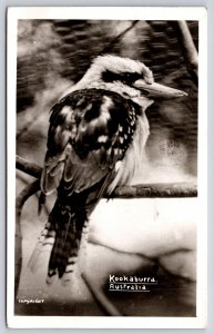RPPC~Animals~Australia~Kookaburra Bird On Branch~Closeup View~1953 Postcard