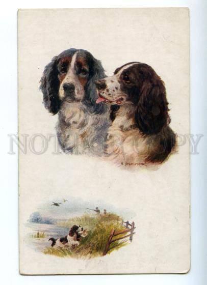 156991 HUNT Bird SPANIEL by DRUMMOND Vintage TUCK #8669 PC