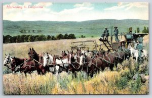 California Harvest~Farming~Multiple Horse Teams Pull Threshing Equipment~c1910