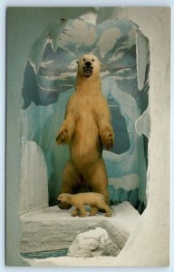 GAYLORD, Michigan MI ~ Taxidermy CALL of the WILD Museum POLAR BEAR  Postcard