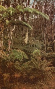 Vintage Postcard Fern Forest Jungles Shown Road To Kilauea Island Of Hawaii HI