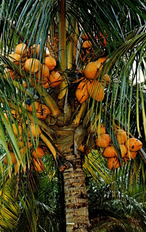 Florida Beautiful Coconut Palm Tree Bearing Fruit