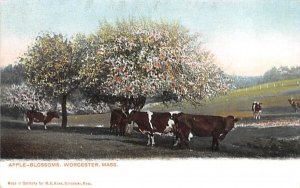 Apple-Blossoms in Worcester, Massachusetts