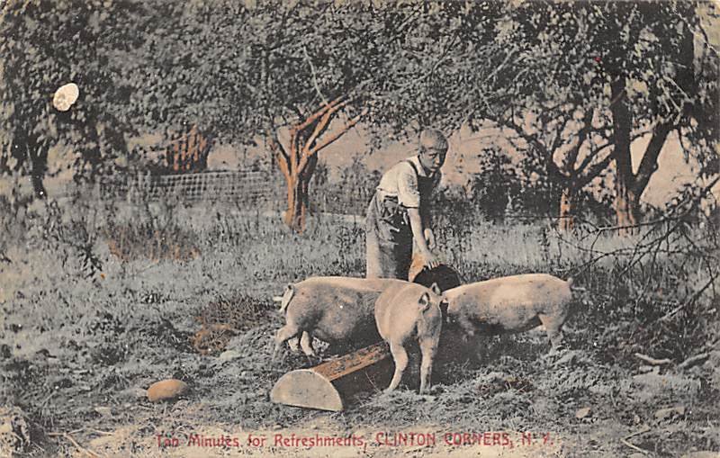 Pig Feed Hog 1911 