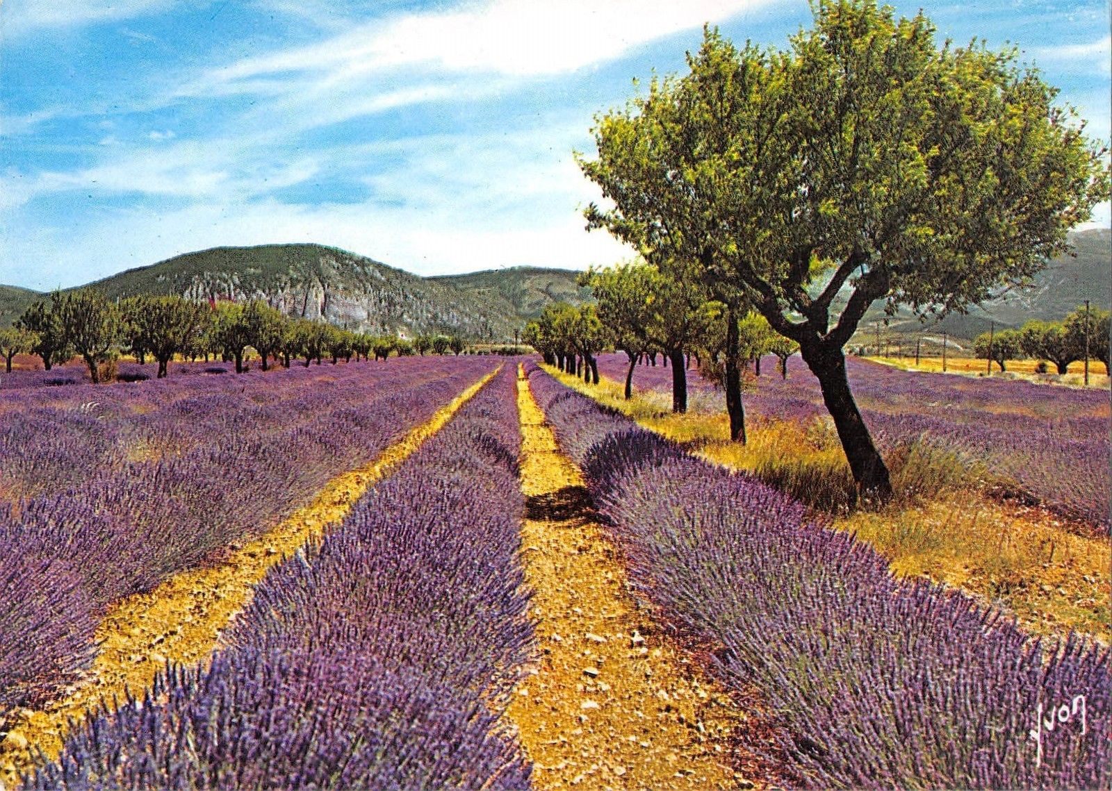 Bg La Cote D Azur Champs De Lavande En Provence France Hippostcard