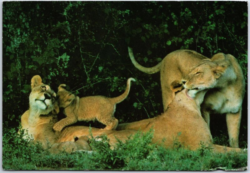 VINTAGE CONTINENTAL SIZE POSTCARD (3) LIONESSES AND (2) CUBS SERENGETI TANZANIA 