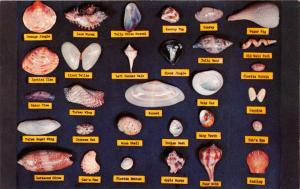 SHELL CHART~SHELLS FOUND IN THE WTERS & ON THE BEACH IN FLORIDA POSTCARD 1960s