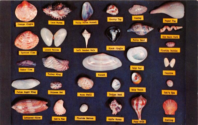 SHELL CHART~SHELLS FOUND IN THE WTERS & ON THE BEACH IN FLORIDA POSTCARD 1960s