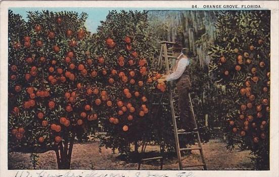 Florida Orange Grove