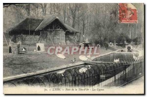Old Postcard Lyon Park Tete d'Or Les Cygnes
