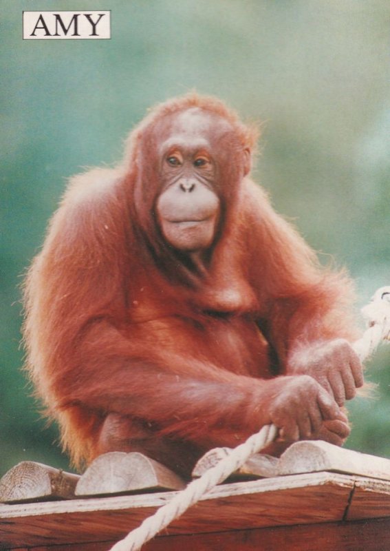 Amy Orang-Utan in Monkey World Dorset Zoo Postcard