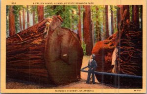 California Redwood Highway Humboldt Redwood Park A Fallen Giant Curteich