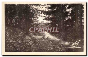 Surroundings Le Vigan Montdardier Postcard The Old pine forest At the castle ...