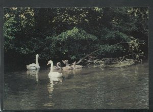 Hampshire Postcard - Swans on The River Arle, Alresford      RR7217