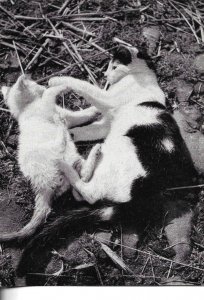 Mother cat playing with kitten Moder German photo postcard 1970s