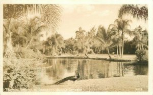 Florida 1940s Tropical Beauty Sarasota Jungle Gardens Photo Postcard 21-9185