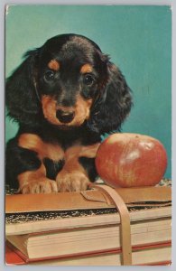 Gordon Setter Puppy~A Willing Pupil~Ready With His Books & Apple~Vintage PC