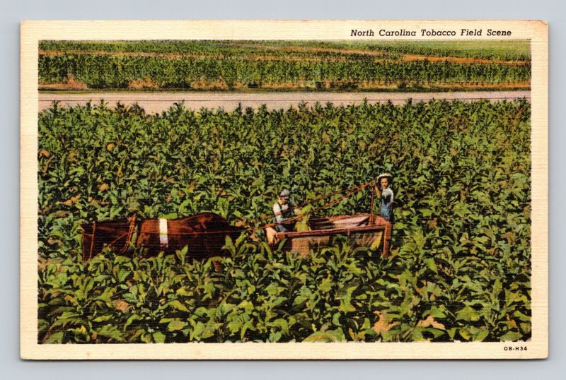 Postcard North Carolina NC Tobacco Field Horse Wagon