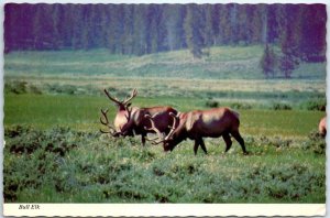 Postcard - Bull Elk