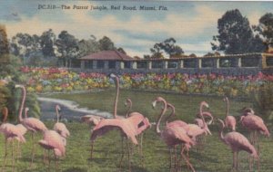 Florida Miami The Parrot Jungle Red Road Curteich