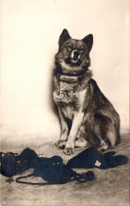 RPPC Togo Sled Dog Siberian Husky Real Photo Postcard 1918