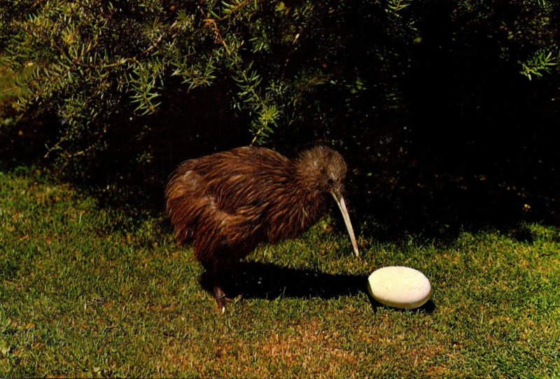 New Zealand The Kiwi Native Flightless Bird With Egg