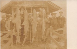 J50/ Interesting RPPC Postcard c1910 Fishing for Sharks Trophy Men 207