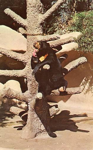 CA - San Diego. Sun Bears at the San Diego Zoo