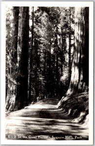 In The Giant Forest Sequoia National Park California CA Real Photo RPPC Postcard