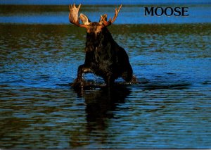 USA Wildlife Moose