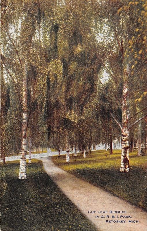 Petoskey Michigan~G R & I Park Scene~Cut Leaf Birches Along Path~c1910 Postcard