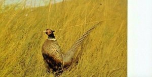 Postcard  Greetings from South Dakota  Pheasant Paradise of the Nation     aa1