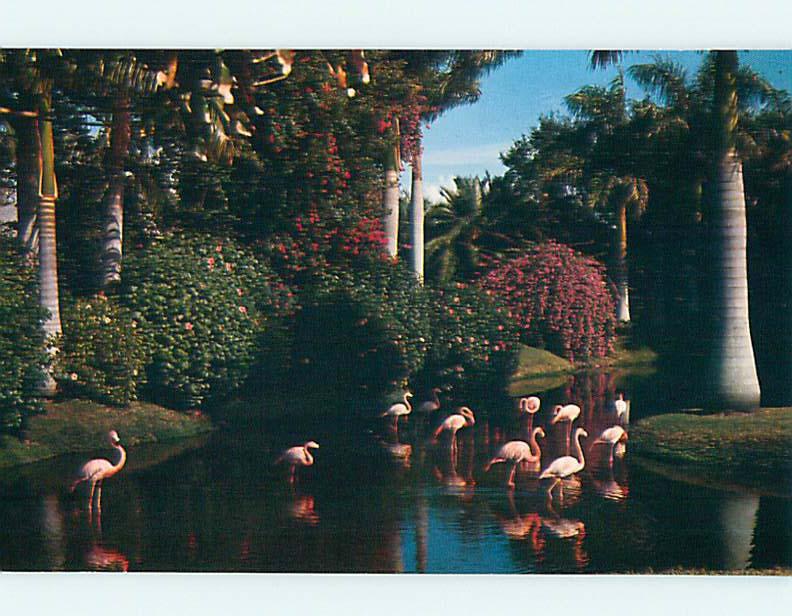 Unused Pre-1980 FLAMINGO BIRDS AT JUNGLE GARDENS Sarasota Florida FL r9398